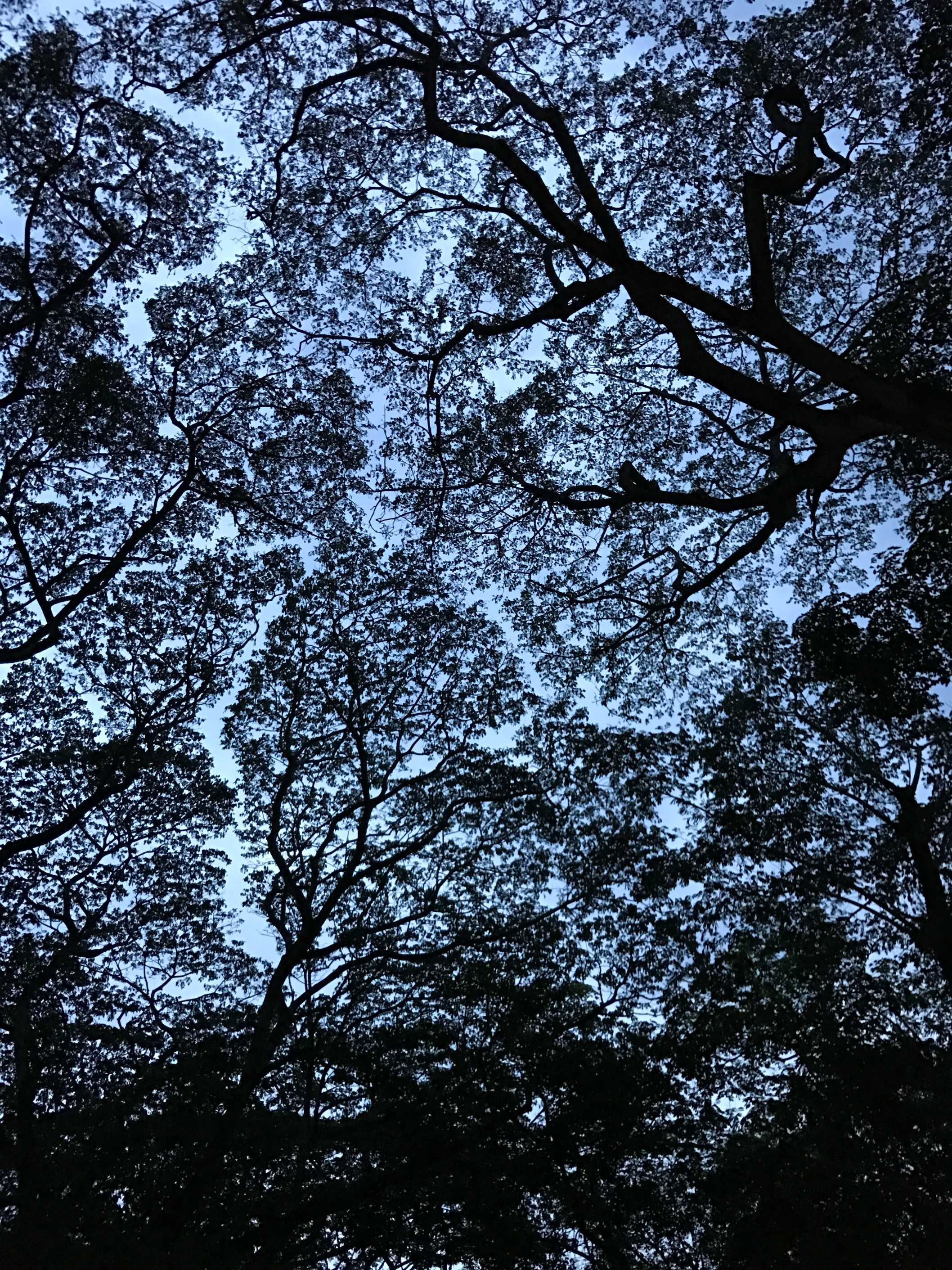 image of maara tree canopy
